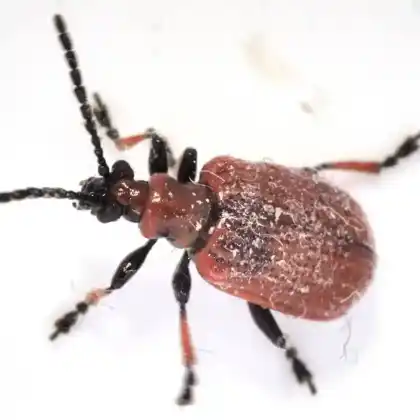Foto von  (Lilioceris tibialis)