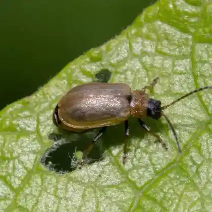 Foto von  (Lochmaea caprea)