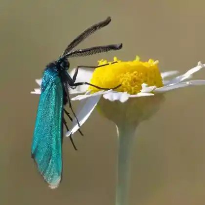 Foto von Südwestdeutsches Grünwidderchen (Adscita mannii)