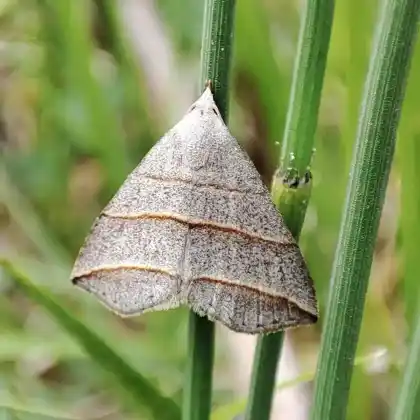 Foto von Weiden-Spannereule (Colobochyla salicalis)