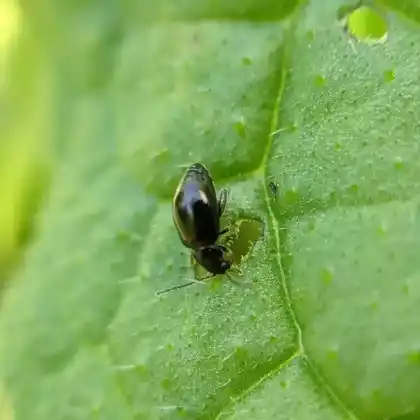 Foto von Schwarzer Beinwell-Erdfloh (Longitarsus anchusae)