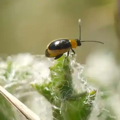 Foto von  (Longitarsus dorsalis)