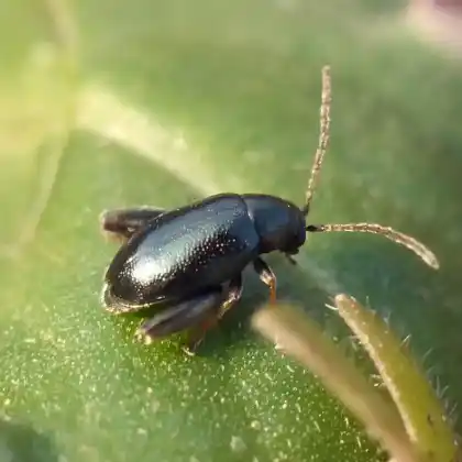 Foto von  (Longitarsus echii)
