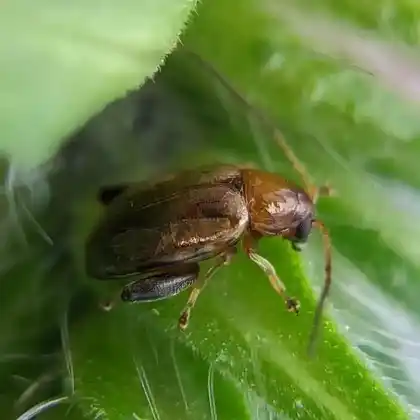 Foto von  (Longitarsus exsoletus)