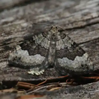 Foto von Grüngrauer Labkraut-Blattspanner (Colostygia aptata)