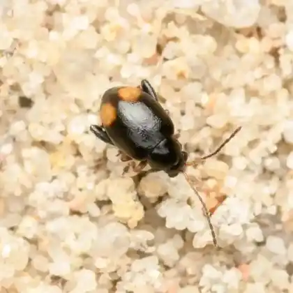 Foto von  (Longitarsus holsaticus)