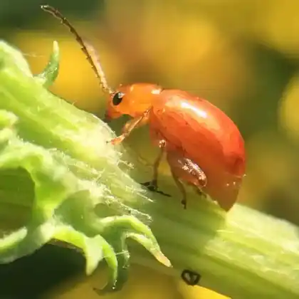 Foto von  (Longitarsus jacobaeae)