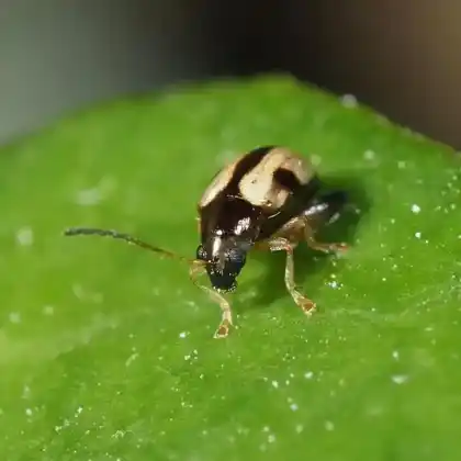 Foto von  (Longitarsus lateripunctatus)