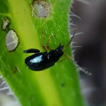 Foto von  (Longitarsus linnaei)