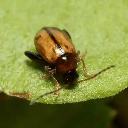 Foto von  (Longitarsus melanocephalus)