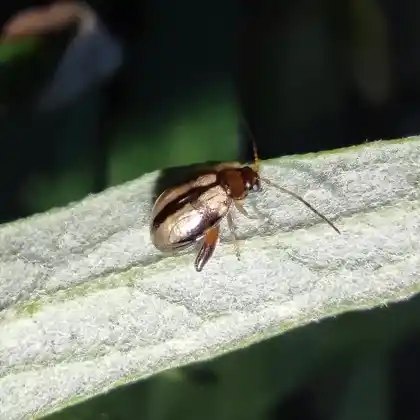 Foto von  (Longitarsus nigrofasciatus)