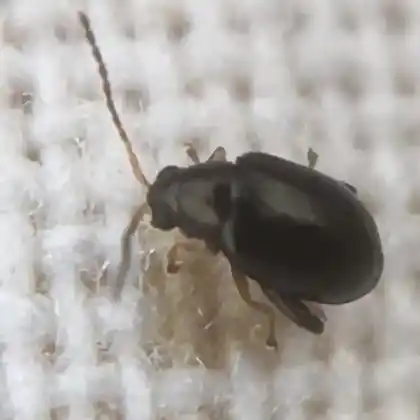 Foto von  (Longitarsus parvulus)