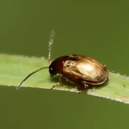 Foto von  (Longitarsus pratensis)