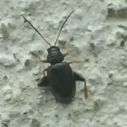 Foto von  (Longitarsus quadriguttatus)
