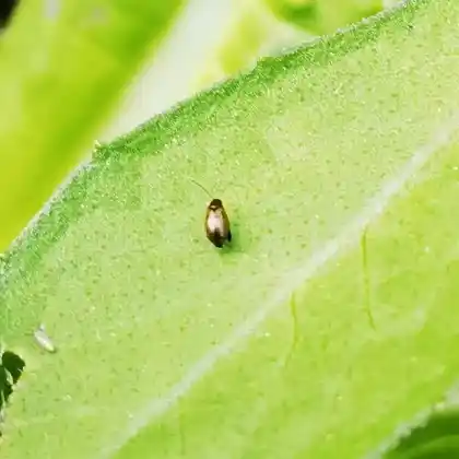 Foto von  (Longitarsus strigicollis)