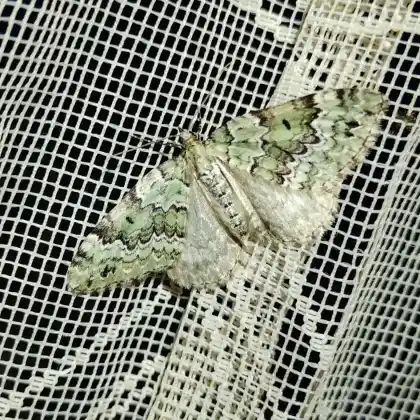 Foto von Baldrian-Blattspanner (Colostygia laetaria)