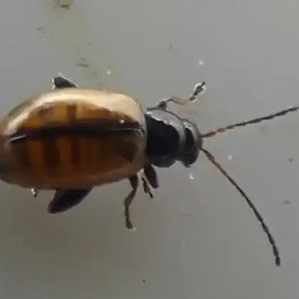 Foto von  (Longitarsus suturellus)