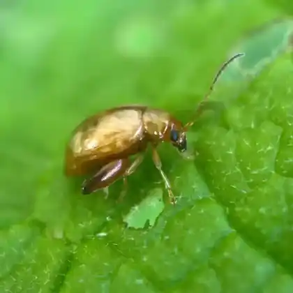 Foto von  (Longitarsus tabidus)