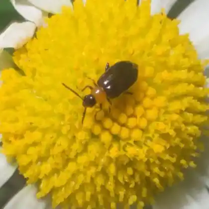 Foto von  (Luperomorpha xanthodera)