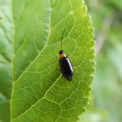Foto von  (Luperus flavipes)