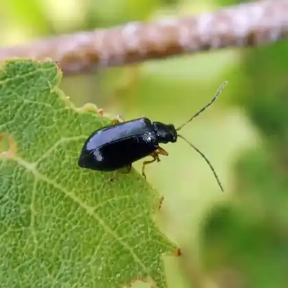 Foto von  (Luperus longicornis)