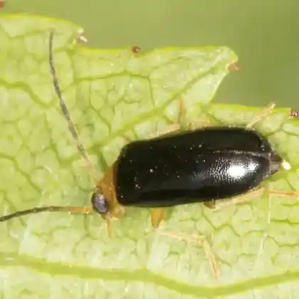 Foto von Schwarzer Weidenblattkäfer (Luperus luperus)
