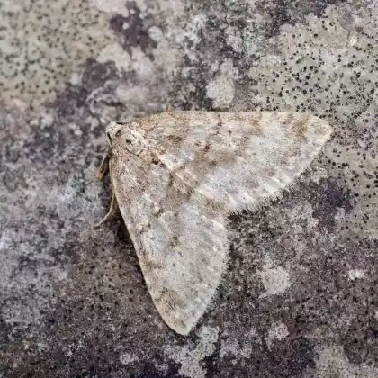 Foto von Gebüschsaum-Labkraut-Blattspanner (Colostygia multistrigaria)