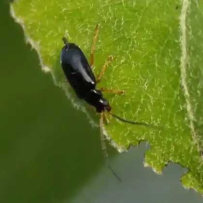 Foto von  (Luperus xanthopoda)