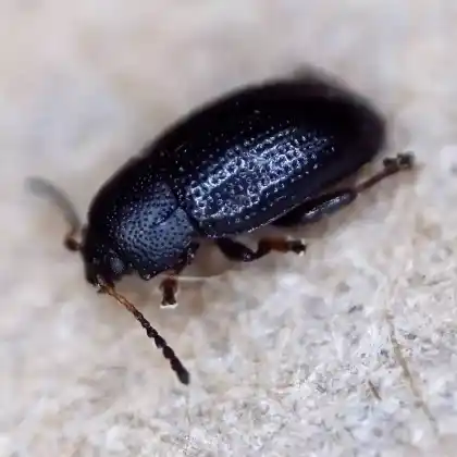 Foto von  (Mantura obtusata)