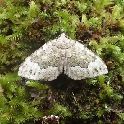 Foto von Olivgrüner Bergwald-Blattspanner (Colostygia olivata)