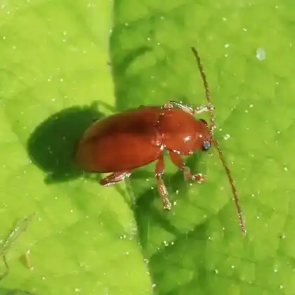 Foto von  (Neocrepidodera ferruginea)