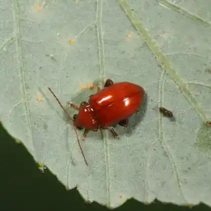 Foto von  (Neocrepidodera impressa)