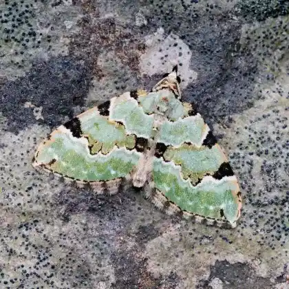 Foto von Braungrüner Waldwiesen-Blattspanner (Colostygia pectinataria)