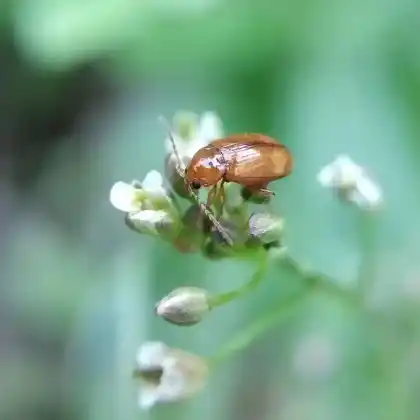 Foto von  (Neocrepidodera transversa)