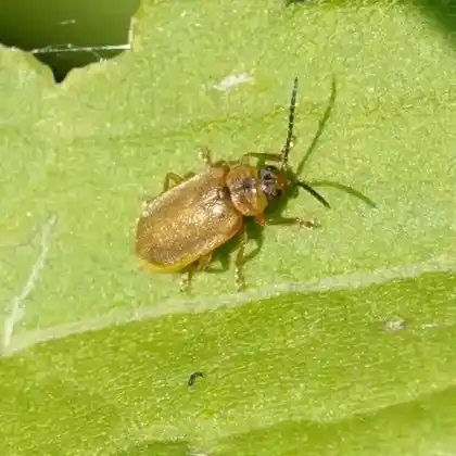 Foto von  (Neogalerucella calmariensis)