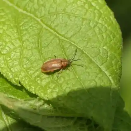 Foto von  (Neogalerucella pusilla)
