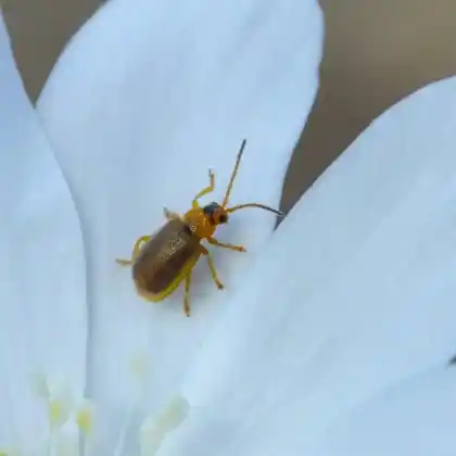 Foto von  (Neogalerucella tenella)