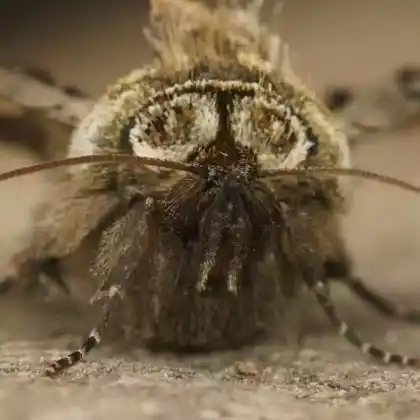 Foto von Silbergraue Nessel-Höckereule (Abrostola tripartita)