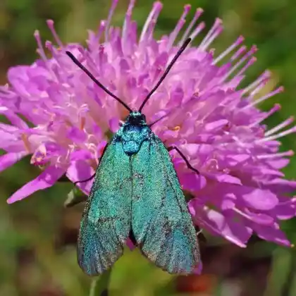 Foto von Sauerampfer-Grünwidderchen (Adscita statices)