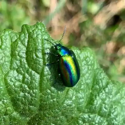 Foto von  (Oreina alpestris)