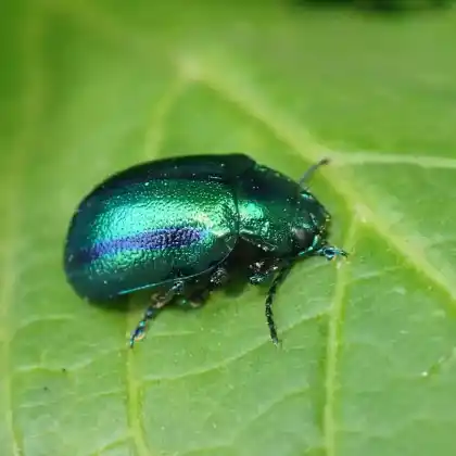 Foto von  (Oreina cacaliae)
