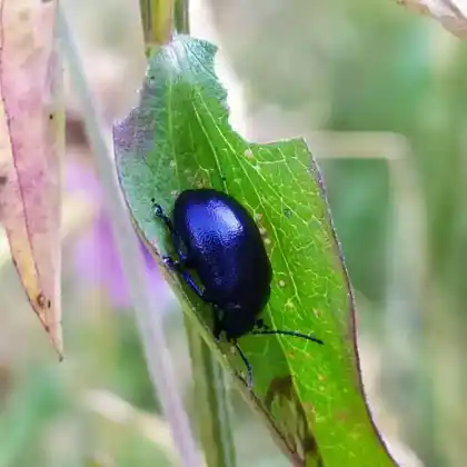 Foto von  (Oreina caerulea)
