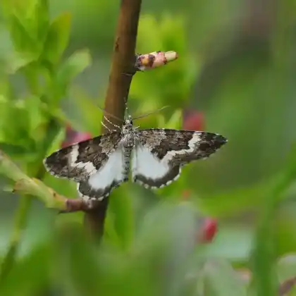 Foto von Labkraut-Alpenspanner (Colostygia turbata)