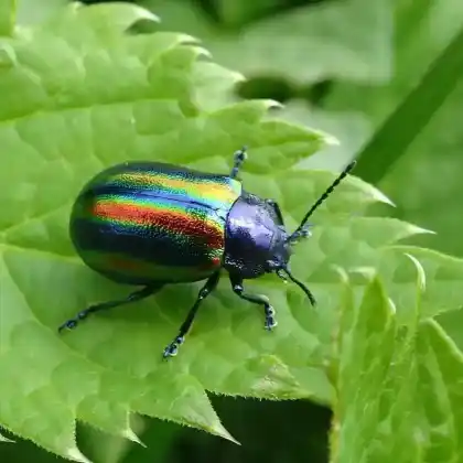 Foto von  (Oreina speciosa)