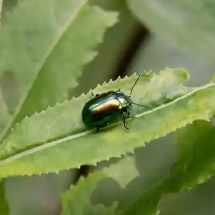 Foto von  (Oreina speciosissima)