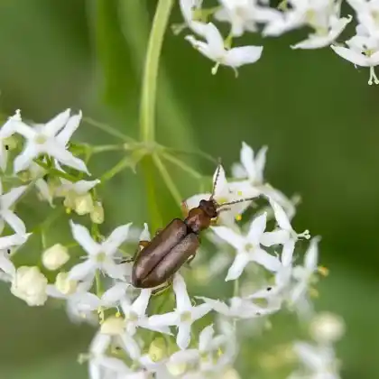 Foto von  (Orsodacne cerasi)