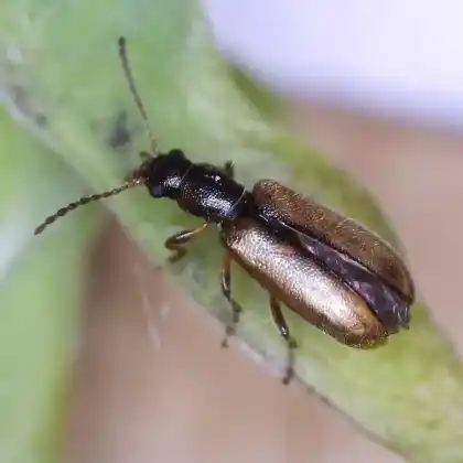 Foto von  (Orsodacne humeralis)