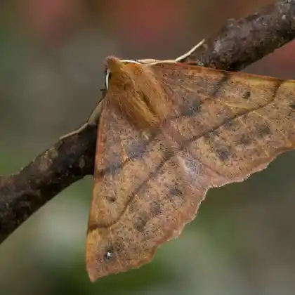 Foto von Haarrückenspanner (Colotois pennaria)