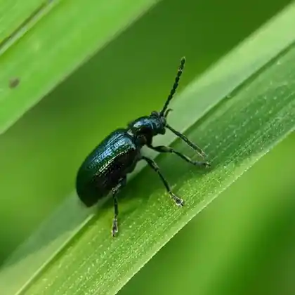 Foto von  (Oulema gallaeciana)