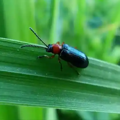 Foto von Großes Getreidehähnchen (Oulema melanopus)
